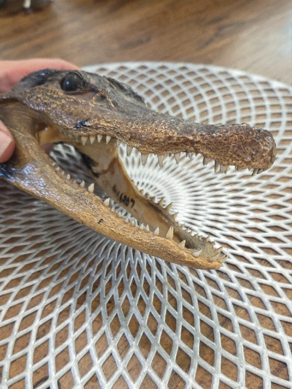 Decorative Alligator Head